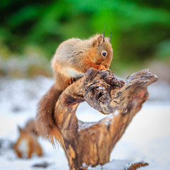 Red squirrels in forest, County of Northumberland, England