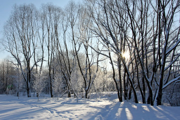 Snowy winter landscape