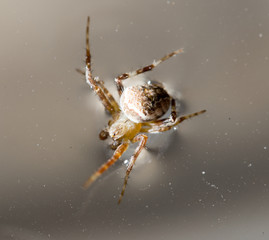 Spider on the water surface. macro