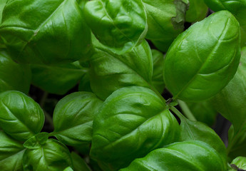basil leaves closeup