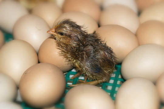 chicken 