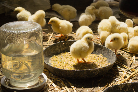 chicken