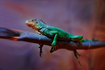 Iguana on tree