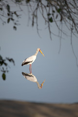 Obraz premium Saddle Bill searching for food.