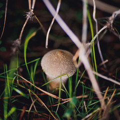 poisonous mushroom