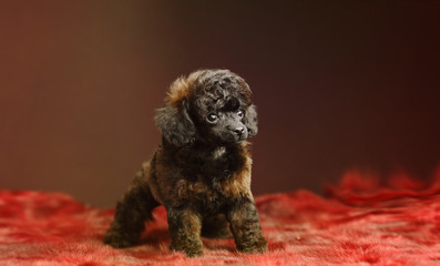 toy poodle wild sable color