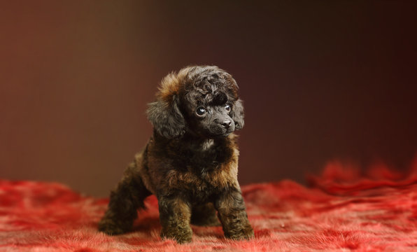 Sable store toy poodle