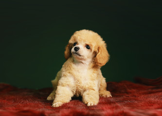 toy poodle 