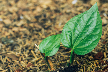 Close-up leaf sprout environment. nature