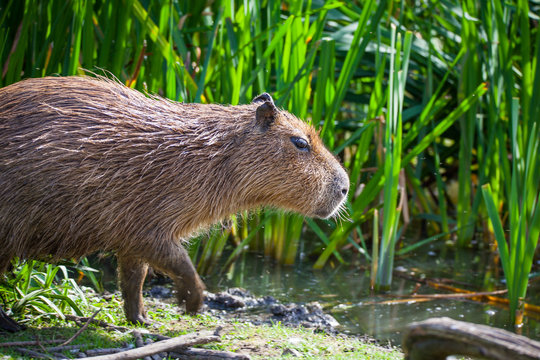 capybara