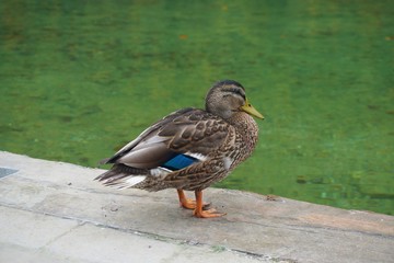 Mallard duck at Konigsee lake