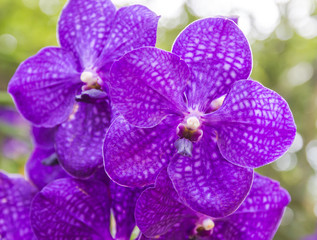 Deep purple paphiopedilum orchid flower blooming,closeup shot.