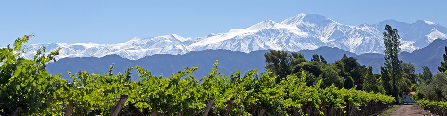 Obraz premium Andes & Vineyard, Lujan de Cuyo, Mendoza