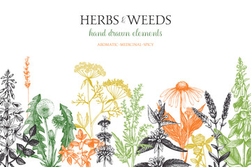 Vector design with hand drawn weeds and herbs. Decorative background with vintage medicinal and aromatic plants sketch. 