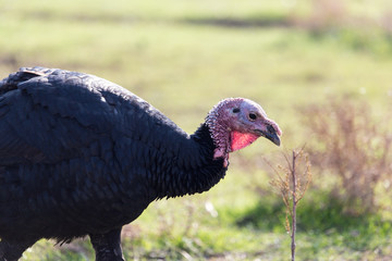 a turkey on a farm outdoors
