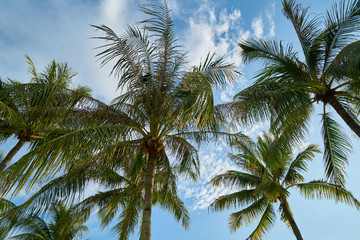 Fototapeta na wymiar Palm Trees Background