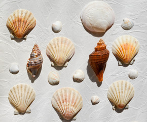 Seashells collection 