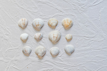 Seashells collection