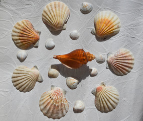 Seashells collection