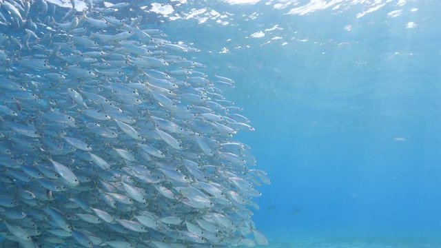 Unterwasser - Riff - Fisch - Fischschwarm - Schwamm - Taucher - Tauchen - Curacao - Karibik - 4K