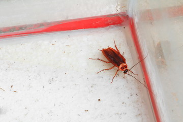 dead cockroach lean Top view