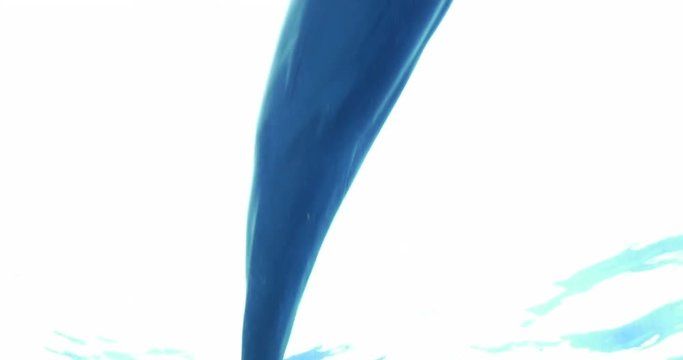 A dolphin swimming underwater