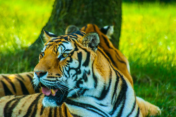 a fine animals