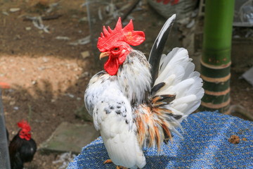 chicken colorful ( species hen serama in farm south of Thailand