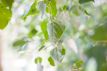 Green leaves of birch tree in spring.Fresh green leaves on birch trees,close-up of young green leaves on birch trees,Birch leaves,birch branches,Spring natural background with young birch leaves