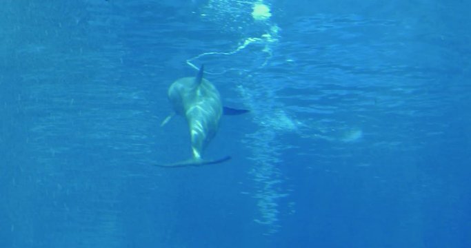 A dolphin swimming underwater