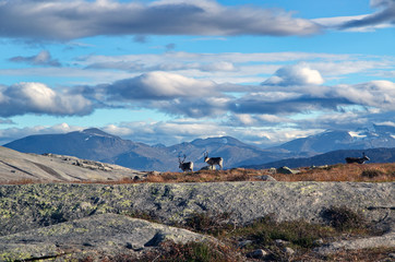 Rentiere im norwegischen Hochgebirge