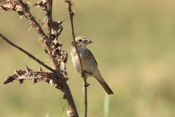 Red-backed Shrike / Lanius collurio