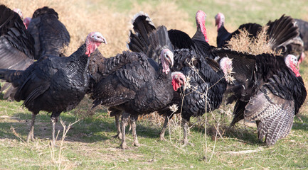 farm turkeys outdoors