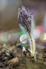  Цветение весеннего цветка Сон-трава.