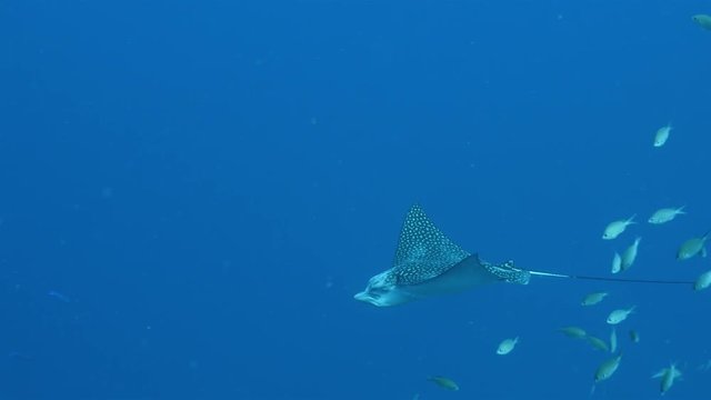 Unterwasser - Riff - Rochen - Adlerrochen - Tauchen - Curacao - Karibik - 4K
