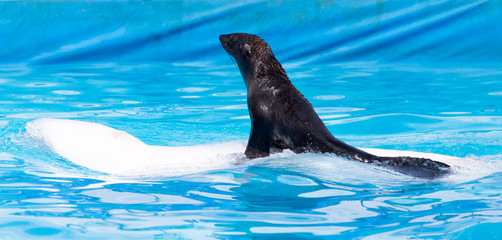 fur seal on a white dolphin in the pool