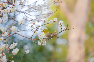 皇居東御苑の梅林坂にて