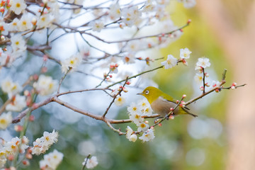 皇居東御苑の梅林坂にて