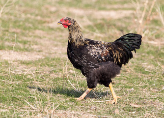 chicken on the nature