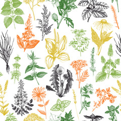 Vector background with hand drawn weeds and herbs. seamless pattern with vintage medicinal plants sketch.