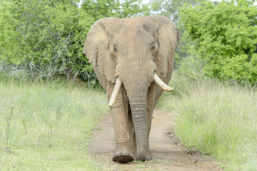 African Elephant (Loxodonta africana) walking straight to photographer, Akagera National Park, Rwanda
