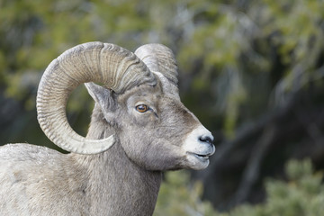 Bighorn Sheep (Ovis canadensis) male, ram, portrait, Yellowstone national park, Wyoming Montana,...