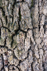 texture of the old tree bark
