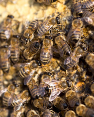 Bees on a framework with honey in the apiary