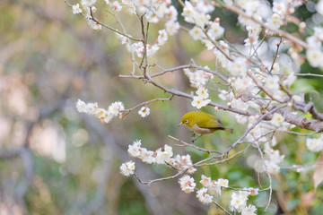 皇居東御苑の梅林坂にて