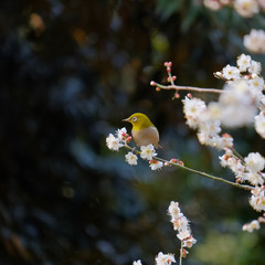 皇居東御苑の梅林坂にて