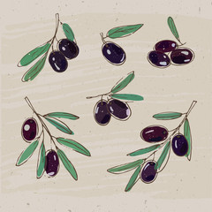 Vector illustration with black olives and olive branches.