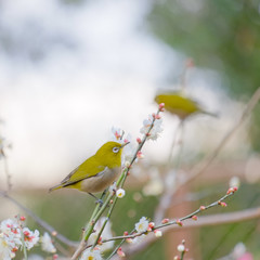 皇居東御苑の梅林坂にて