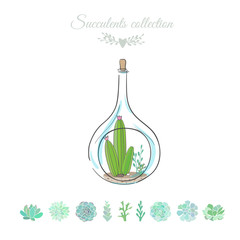 cactus in decorative bottle, vector floral composition with cactus, vector illustration with cactus and succulents isolated on white