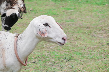 Fototapeta premium Sheep in farm Select focus with shallow depth of field.